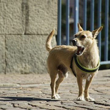 серийным похитителям собак