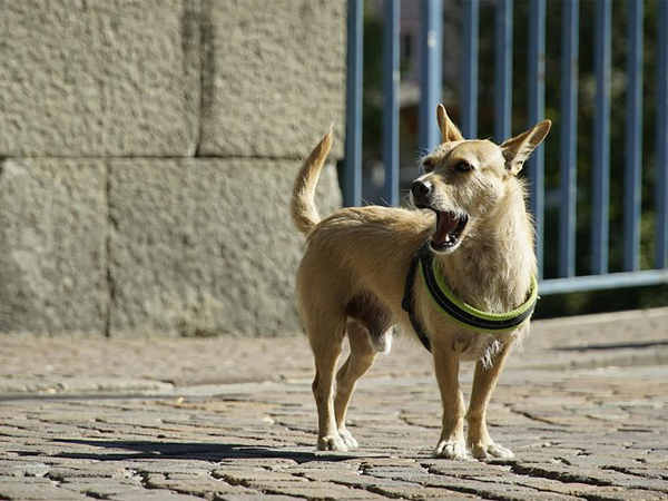 Московским серийным похитителям собак грозит тюремное заключение на срок до 9 лет серийным похитителям собак